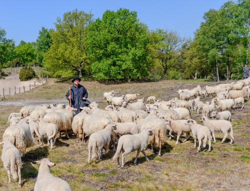 Erfolgreicher Schafauftrieb des Tierpark Nordhorn