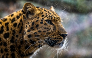 Amurleopard im Tierpark Nordhorn (2)