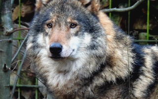 Wolf Romulus im Tierpark Nordhorn