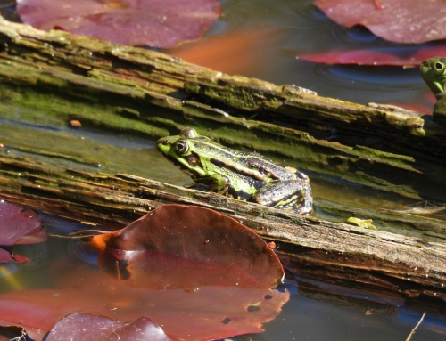 Forschung zum Mitmachen: Tierpark Nordhorn erfasst Amphibien mit interessierten Bürgern
